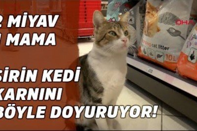 Marketten Zorla Mama Aldıran Kedi ” Nokta”