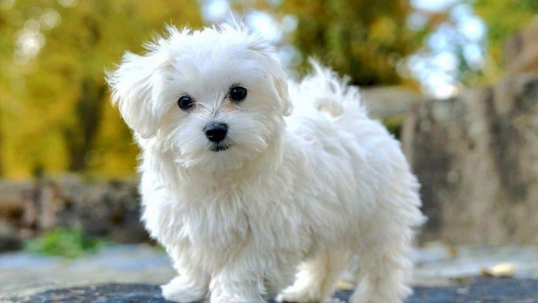 Maltese Terrier Köpeklerle Hayatınıza Neşe Katın !