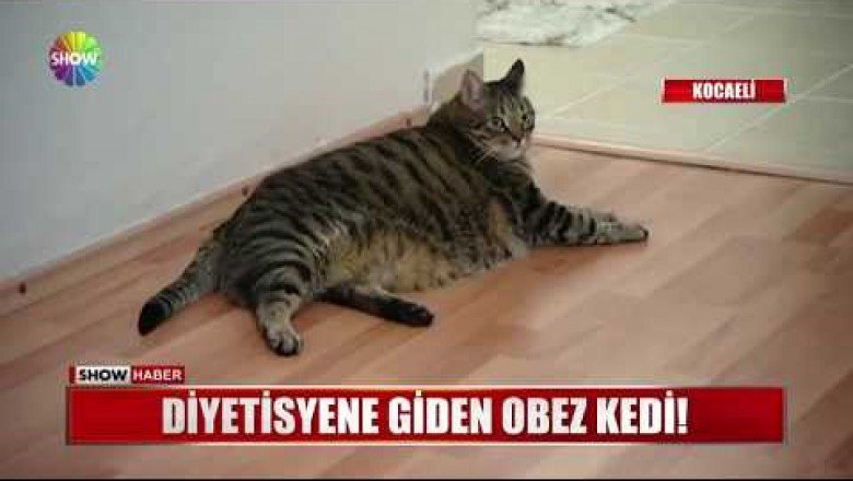 Diyetisyene Giden Obez Kedi “Uğur”