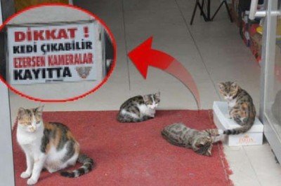 Beslediği 10 kedi ezilerek tek tek öldü… Çözümü bakın nasıl buldu!