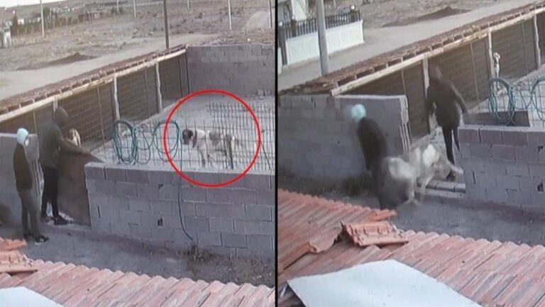 Aksaray Malaklısı’nı böyle çaldılar: Bir ayda 15 köpek çalındı