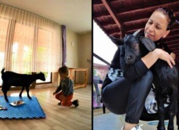 Sınıfta keçi var! ‘Çiçek’ isimli keçinin görevi çok özel