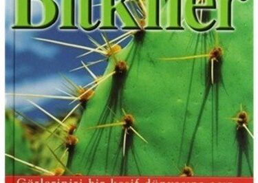 Bitkiler