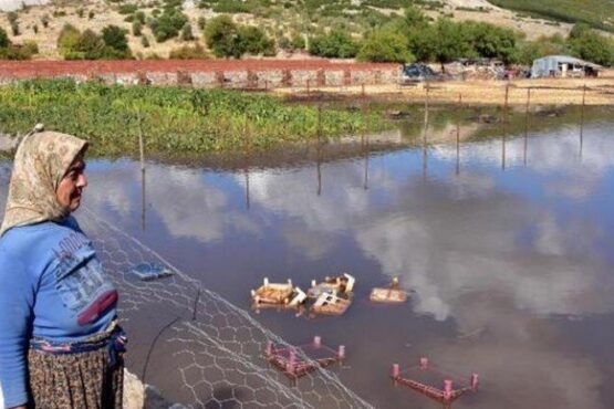 Muğla’da kuvvetli yağış! Her yer göle döndü, hayvanlar öldü