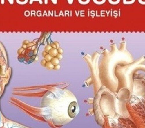 Temel Kavramlarla – İnsan Vücudu Organları ve İşleyişi