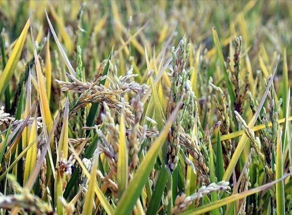 'Suya göre tarım' başladı hem tasarruf hem verimlilik arttı