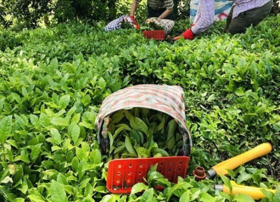 ÇAYKUR, tarihinin en yüksek yaş çay alımını gerçekleştirdi