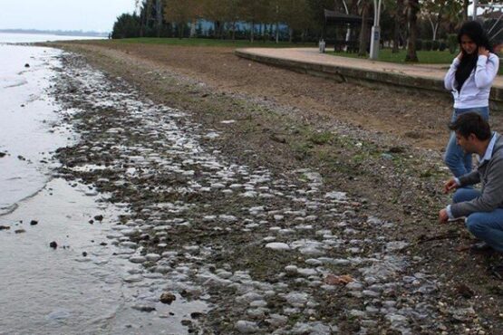 Kocaeli’nde endişelendiren görüntü! Binlerce ölü denizanası kıyıya vurdu