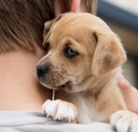 Yeni Köpek Sahiplenecekler İçin Tavsiyeler!