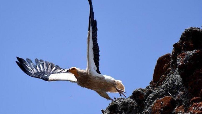 Avrupa’yı alarma geçiren tehlike! her 5 kuştan biri yok olabilir