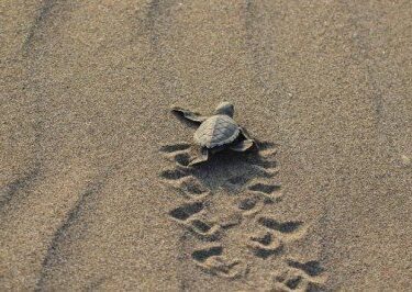 543 bin 704 caretta caretta yavrusu denizle buluştu