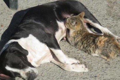Anneleri ölen kedileri ‘Fındık’ köpek emziriyor