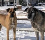 Bebek Parkı’nın kaçırılan köpekleri Nacho ve Bella için İmamoğlu’na çağrı: Çocuklarımızı ve suçluları bulmak için acilen MOBESE kameralarına bakılsın