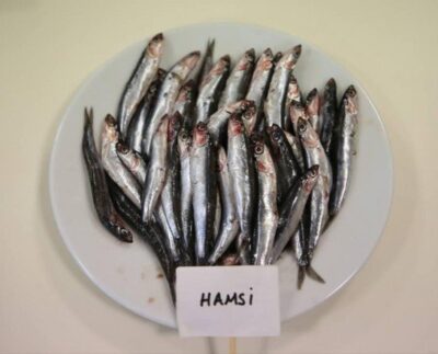 Biyoaktif özelliği en yüksek balık hamsi çıktı