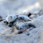 Caretta carettaların yuva sayısında yeni rekor