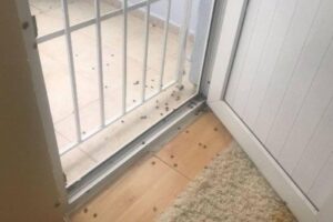 İstanbul’da kokarca böceği kabusu
