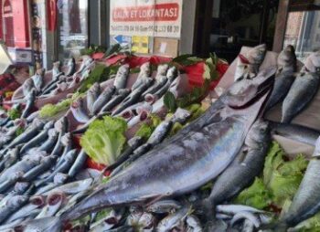 Torik balığının tanesi 350 liradan satılıyor