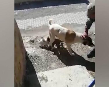 Yavrularının düştüğü kuyunun başından ayrılmadı