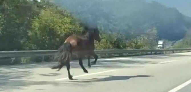 Karayolunda dörtnala koşan at trafiği alt üst etti