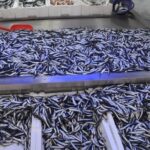 Karadeniz’de balıkçılar hamsiyle limana döndü