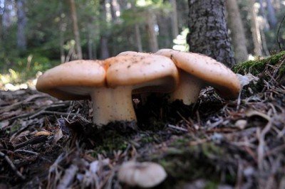 Bursa’da mantardan zehirlenen kadın öldü