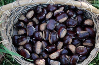 Bursa’da kestaneden 3 bin 500 ton rekolte bekleniyor