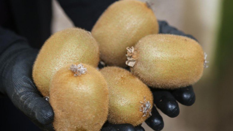 Kivi Ordu’ya 70 milyon lira kazandırdı