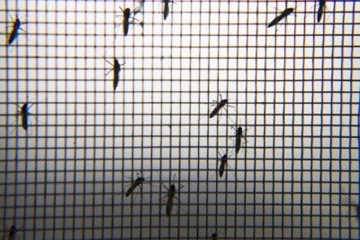 Hindistan’da Zika alarmı: 89 kişide tespit edildi