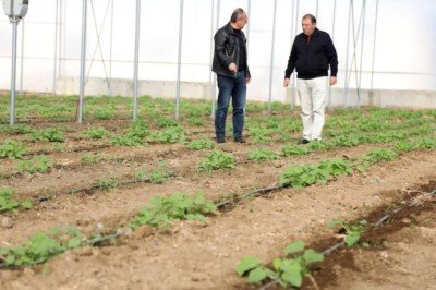İlk yerli kolza tohum adayları toprakla buluşturuldu