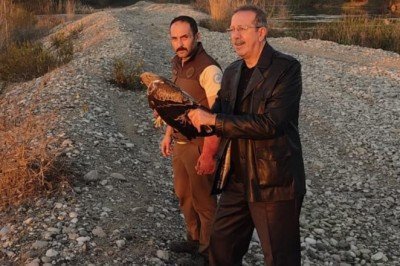 Osmaniye’de tedavi edilen kartal doğaya bırakıldı