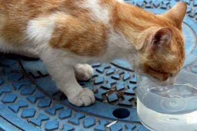 İstanbul’da bir kişi, kedi ve köpeklerin kaplarına çamaşır suyu döktü