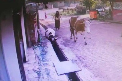 Düzce’de su kanalına düşen ineği vatandaşlar kurtardı