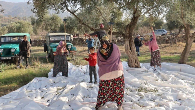 Çine’de ‘Zeytin ve Zeytinyağı Festivali’ coşkuyla başladı