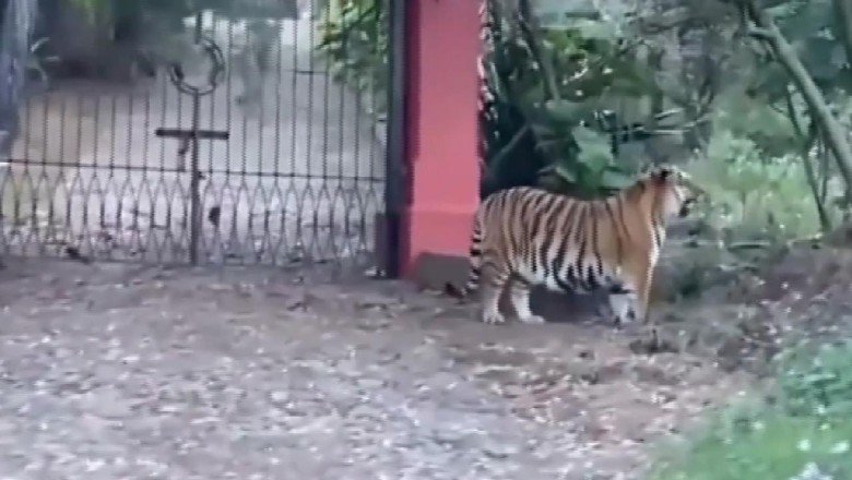 Meksika’da başıboş gezen Bengal kaplanı görenleri şaşırttı