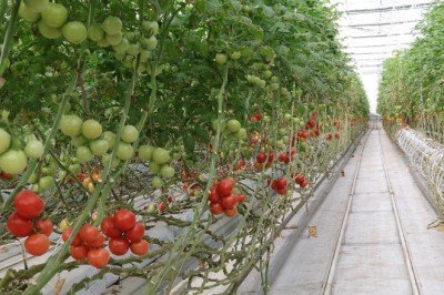Jeotermal enerji ile 4 mevsim domates yetiştiriliyor