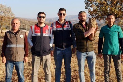 Şırnak’ta bitkin halde bulunan puhu koruma altına alındı