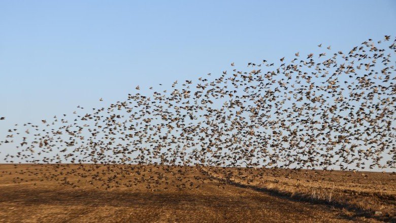 Tekirdağ’da sığırcıkların dansı
