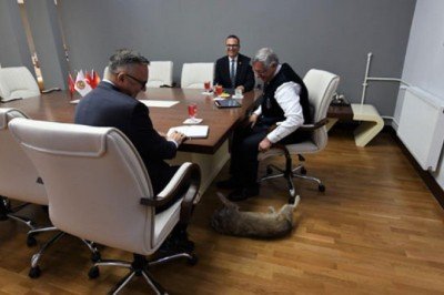 Manas Üniversitesi’nin maskotu ‘Kırpık’a oy hakkı