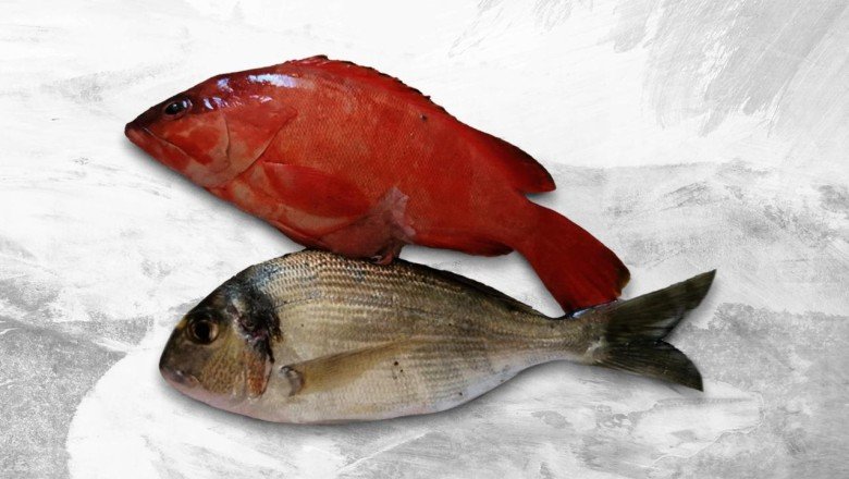 Akdeniz tropikalleşiyor: Kırmızı lagos balığı Antalya’da görüldü
