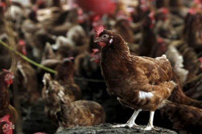 İngiltere’de ‘kuş gribi’ alarmı: 38 bina enfekte oldu