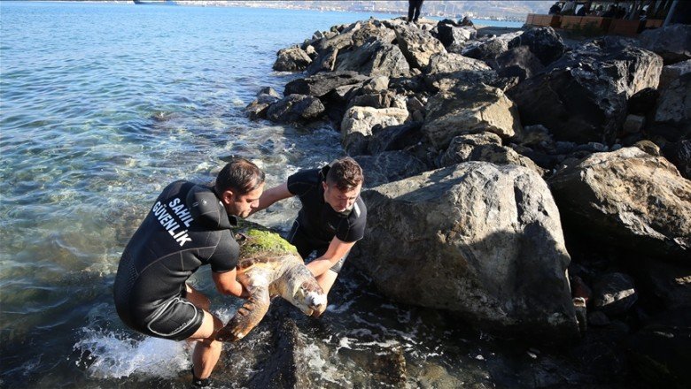 İskenderun Körfezi’nde ölü caretta caretta bulundu