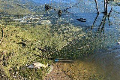Karabük’te balık ölümleri tedirgin etti: İnceleme başlatıldı