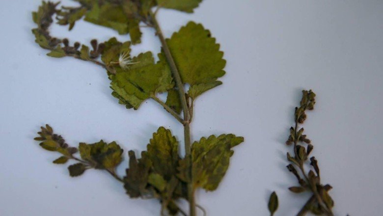 Muğla’da yeni bir çiçek türü keşfedildi