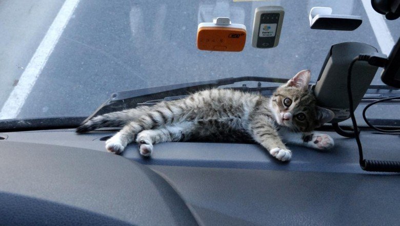 Tır şoförünün yol arkadaşı ‘kedi’