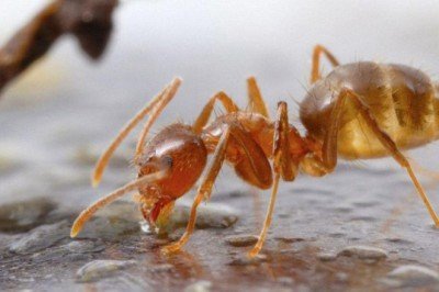 Asit püskürten “çılgın karıncalar” gizemli bir patojene yenik düştü