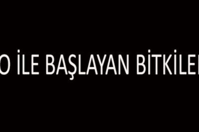 O İle Başlayan Bitki İsimleri… O Harfi İle Başlayan Bitkiler